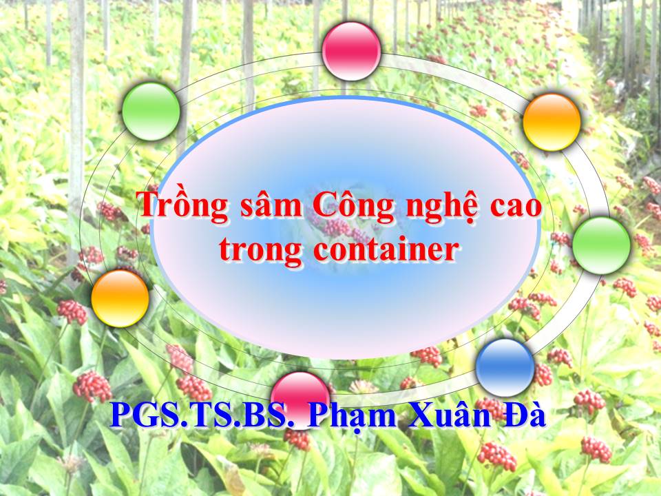 Trồng Sâm công nghệ cao trong Container - Áp dụng đầu tiên tại Việt Nam do Viên ISTER thực hiện