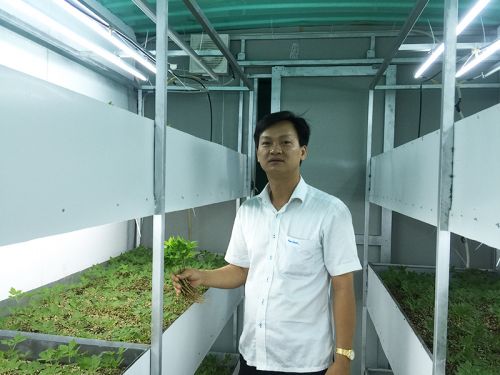 Trồng Sâm công nghệ cao trong Container - Áp dụng đầu tiên tại Việt Nam do Viên ISTER thực hiện